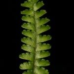 Lindsaea harveyi Лист