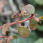 Euphorbia serpens Leaf