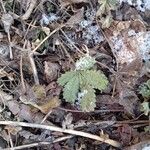 Potentilla reptansبرگ