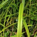 Scleria gaertneri Blatt