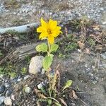 Helianthus tuberosusVirág