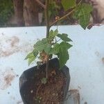 Liquidambar formosana Foglia