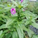 Epilobium hirsutum Blomma