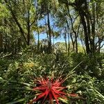 Bromelia antiacantha