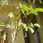 Handroanthus albus Habit