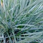 Festuca glauca Feuille