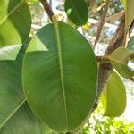 Ficus elastica Folha