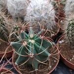 Ferocactus emoryiYaprak