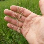 Avenula pubescens Fula