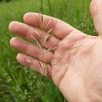 Avenula pubescens പുഷ്പം