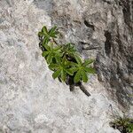 Alchemilla alpigena Blatt