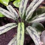 Aglaonema commutatum Folha