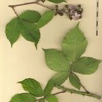 Rubus questieri Övriga