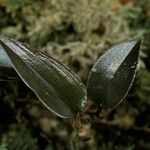 Tainia vegetissima Leaf