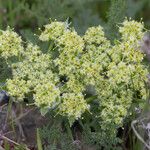 Lomatium dasycarpum Цвят