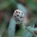 Centaurea stoebe Õis