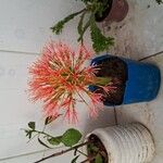 Scadoxus multiflorus ᱵᱟᱦᱟ