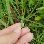 Plantago aristata Leaf