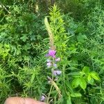 Desmodium canadense Blüte