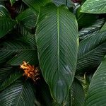 Costus curvibracteatus Leaf