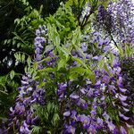 Wisteria floribunda ᱥᱟᱠᱟᱢ