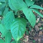 Cissus aralioides Leaf