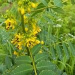 Senna marilandica Flower