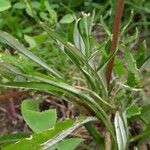 Gazania rigens Ліст