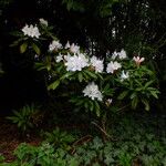 Rhododendron hyperythrum Alkat (teljes növény)