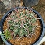 Ferocactus latispinus Лист