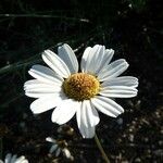 Tanacetum cinerariifolium Flor