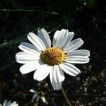 Tanacetum cinerariifolium Flower