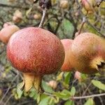 Punica granatum Плод