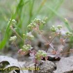 Radiola linoides Alia