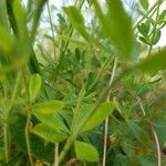 Lotus herbaceus Altul/Alta