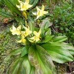 Erythronium oregonum Blatt