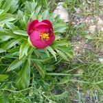 Paeonia peregrina Blüte
