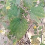 Bauhinia variegataLeaf