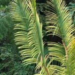 Cycas panzhihuaensis 形態