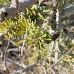 Abies koreana Leaf