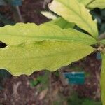 Brunfelsia uniflora पत्ता