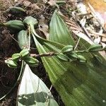 Pholidota pallida Hábito