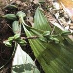 Coelogyne pallida অভ্যাস