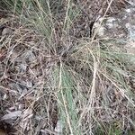 Eragrostis curvula 花