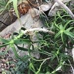 Aloe yemenica Elinympäristö