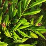 Alpinia purpurata Blatt
