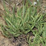Plantago crassifolia Hoja