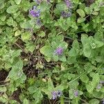 Nepeta cataria Хабит