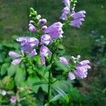 Physostegia virginianaफूल