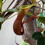 Nepenthes × neglecta ᱥᱟᱠᱟᱢ